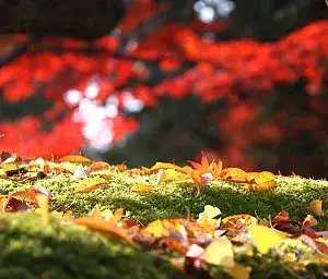 Autumn leaves (koyo)