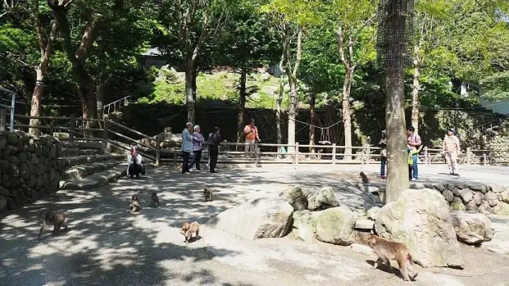 Takasakiyama Monkey Park