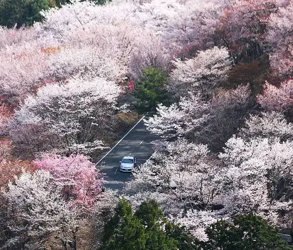 Cherry Blossoms