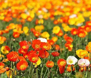 Blumen