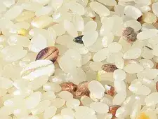 Multigrain Rice