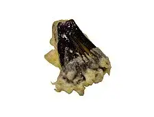 Nasu (なす, melanzana)