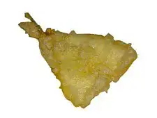 Sakana (魚, pesce)