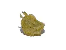 Shiso (しそ, perilla)