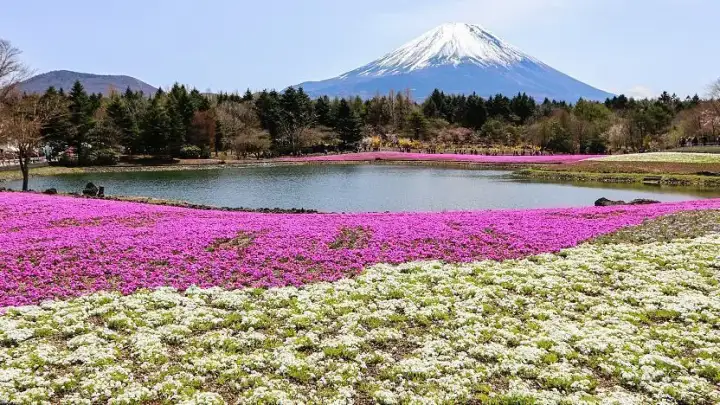Festival Fuji Shibazakura
