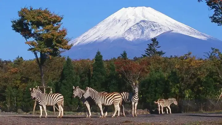 Parque Safari Fuji