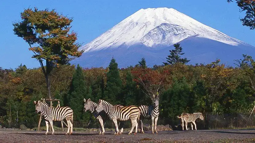Parc Safari Fuji