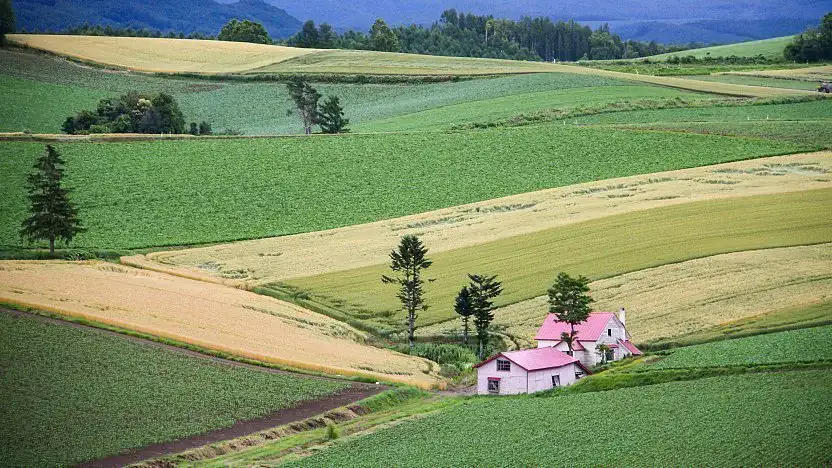 Biei