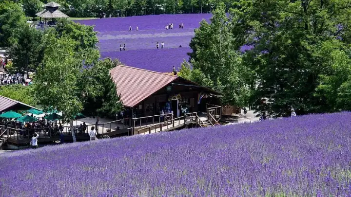 Campos de Flores de Furano