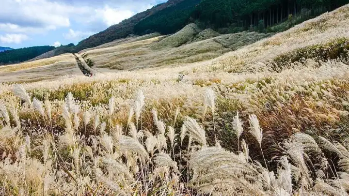 Sengokuhara Pampas Grass Field