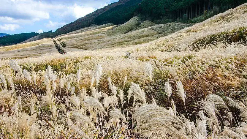 Champ d'herbe de la pampa de Sengokuhara