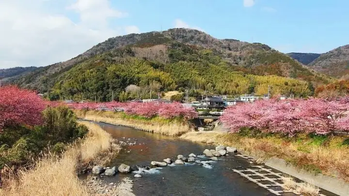 Festival de los Cerezos Kawazu