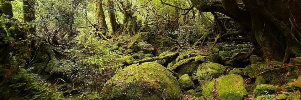 Yakushima