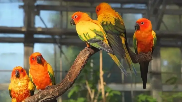 Parque de Aves Kakegawa