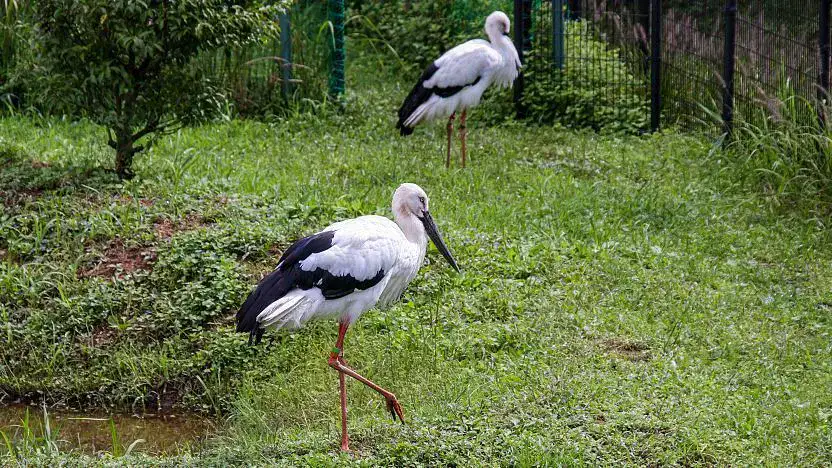 Parque Konotori no Sato