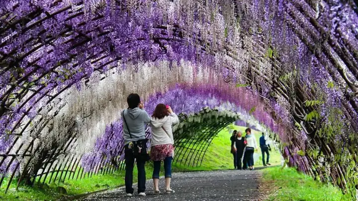 Jardín de Glicinias Kawachi Fujien
