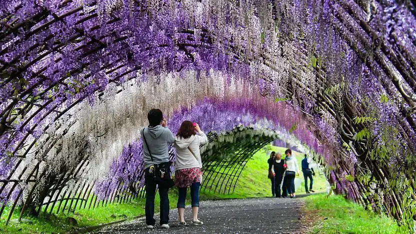 Giardino di Glicini Kawachi Fujien