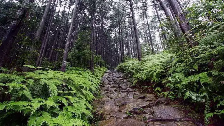 Trilhas de Peregrinação Kumano Kodo