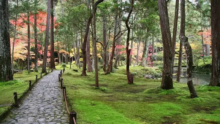Kokedera (Moss Temple)