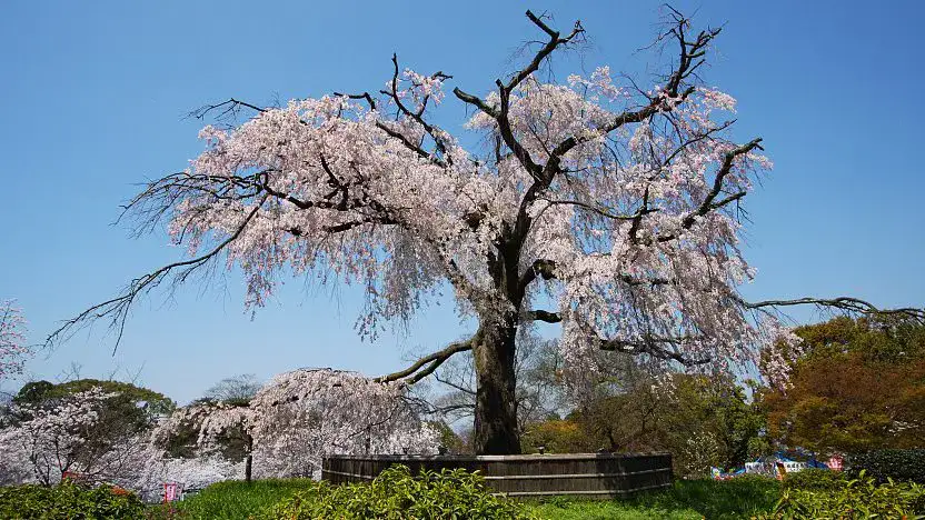 Parc Maruyama