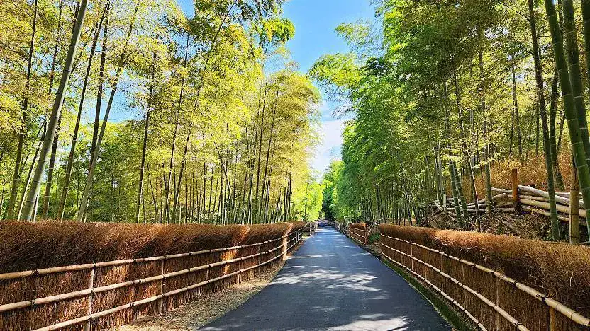 Muko Bamboo Path