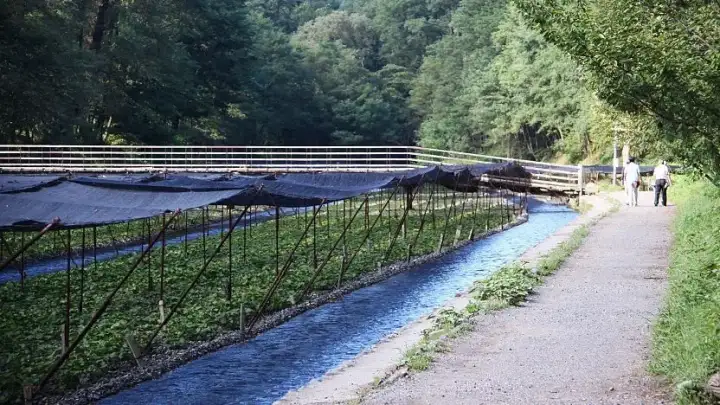 Daio Wasabi Farm