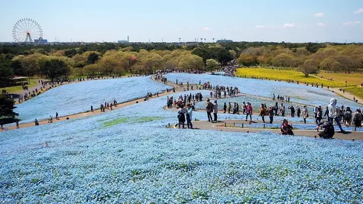 Hitachi Seaside Park