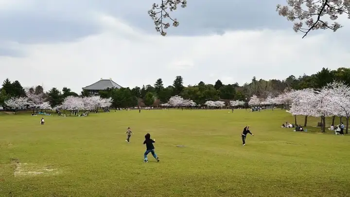 Nara Park