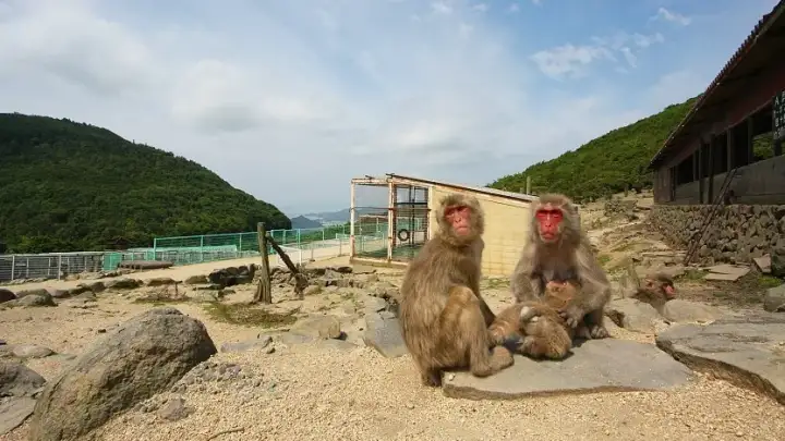 Parque de Monos Choshikei