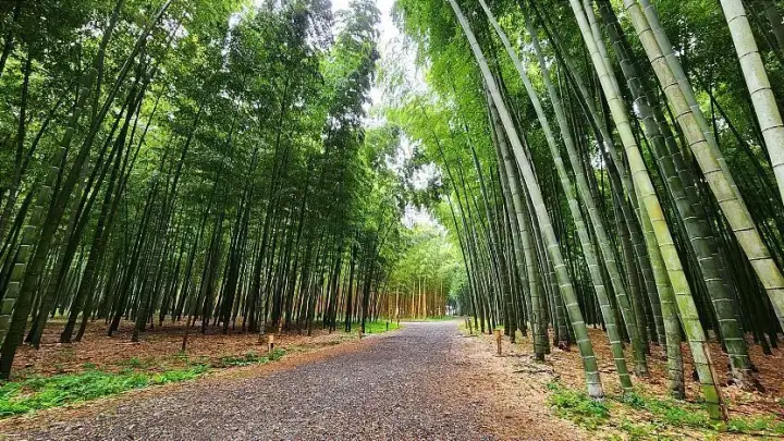 Wakayama Bamboo Farm