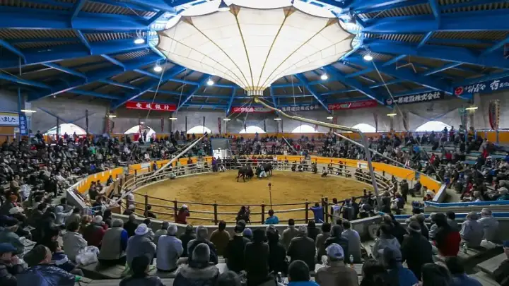 Uwajima Bull Fighting