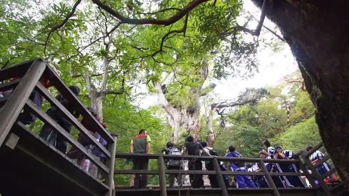 Jomonsugi