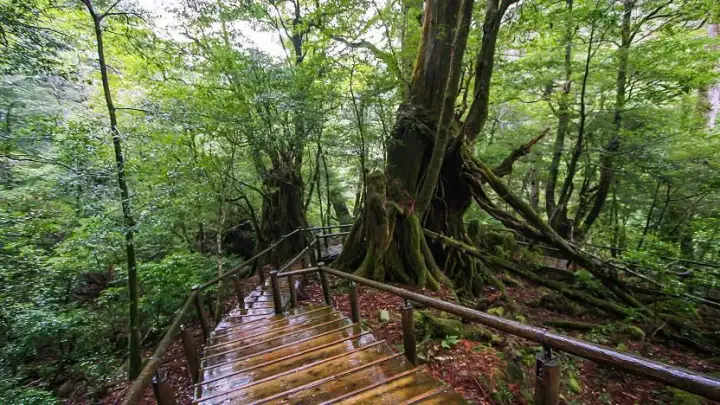 Yakusugi Land