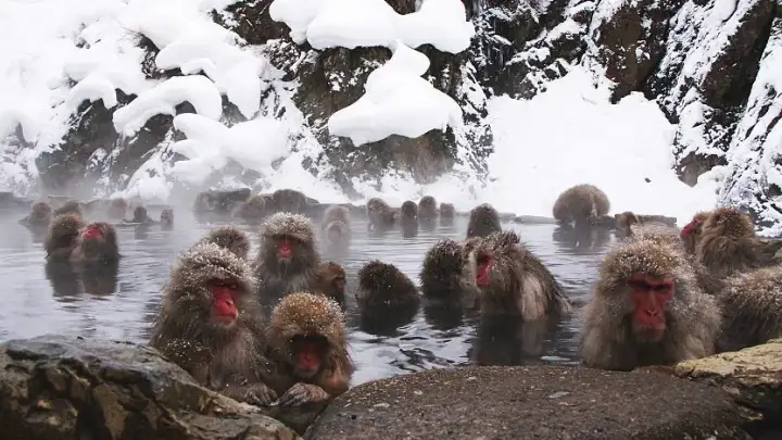 Parco delle Scimmie di Jigokudani