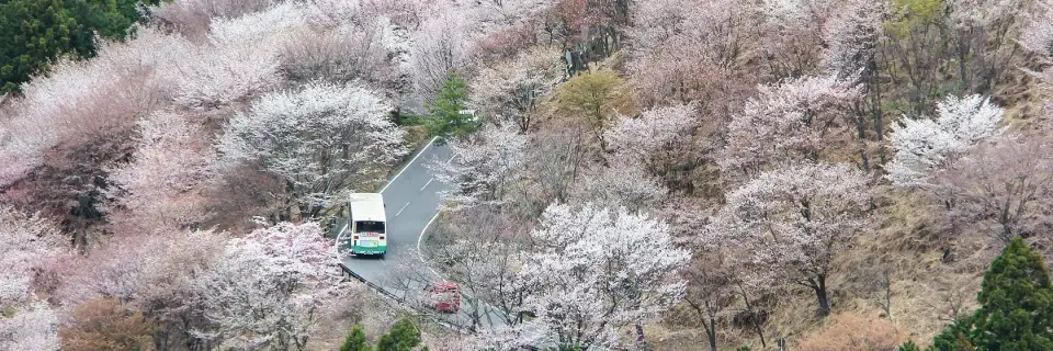 Yoshino