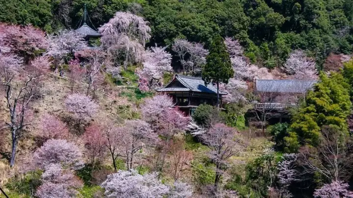 Nyoirinji Temple